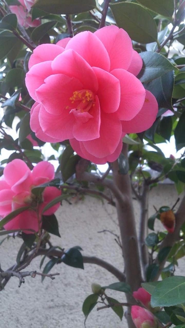 Thank You So Muchya Eikando Kyōto Esterno foto